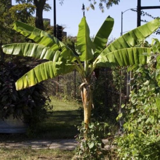 banana tree grown in Plant Research Lab