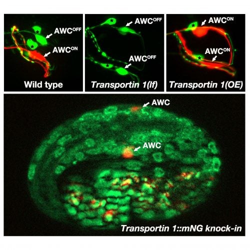 lab imaging