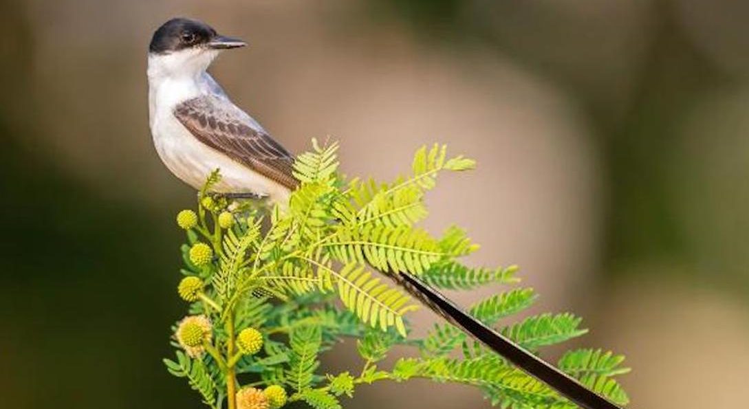 a fork-tailed flycatcher on an evergreen branch
